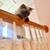 PERSIAN CATS (BONDED PAIR) NEEDS HOME 2 thumbnail