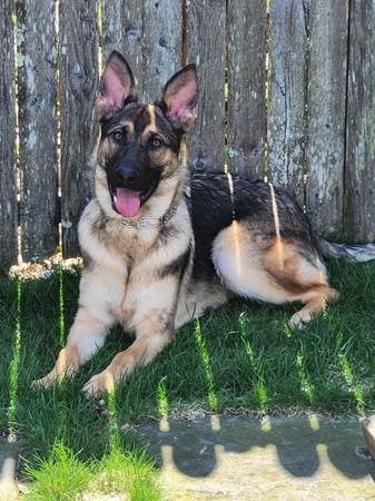 German Shepard 10months (Effort)530743968516034562