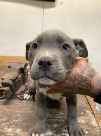 Blue nose pit pup 1