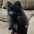 Ckc triple coat pomeranian pups 7 thumbnail