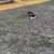 King     Charles     Cavalier 3 thumbnail