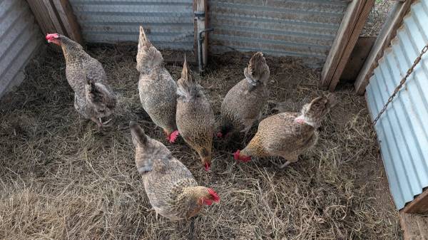 6 laying hens 1