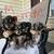 Mini Australian Shepherds Puppies For Rehome 2 thumbnail