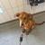 Foster needs her forever home 10 thumbnail