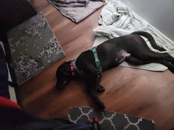 Cruce entre un Labrador y un Pointer539747778991247362