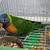 Gorgeous Rainbow Lorikeets – 2 Available. 3 thumbnail