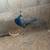 Peacock in need of new home 1 thumbnail
