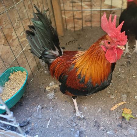 Bantam rooster 1