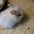 Lionhead bunnies 2 thumbnail