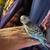Parakeets 5 thumbnail