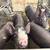 Berkshire Feeder Pigs 3 thumbnail