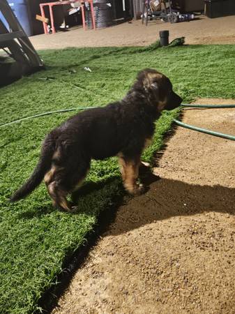 Cachorro de pastor alemán63860184102787120