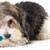 Puppy / Dog Chew Toys, Set of 2, Petstages Mini Orka Chew Pair - New! 6 thumbnail