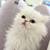 Sonw white fluffy kitten 🤍 3 thumbnail