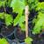 Grape plants 3 thumbnail