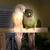 Bonded pair Green Cheek Conures 1 thumbnail
