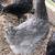 Sapphire Olive Egger pullets 2 thumbnail
