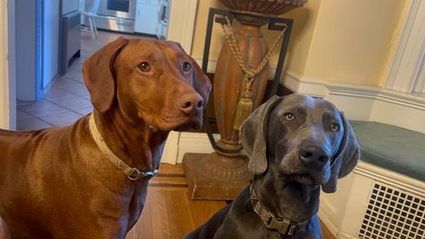 Rhodesian Ridgeback Weimaraner mix (Ashland)64307334457217120