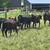 Feeder cattle calves. 9 thumbnail