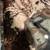 Bumblebee Ball Python 5 thumbnail