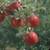 Bare-Root Fruit Trees 9 thumbnail