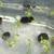 Ramshorn snails 4 thumbnail