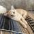 Scottish kittens 3 thumbnail
