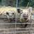 Kunekune pigs 1 thumbnail
