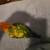 Sun Conure Baby Parrot 4 thumbnail