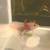 Baby Pink Axolotls / Baby Golden Albino 3 thumbnail
