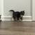 Kittens 6 thumbnail