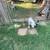 Mini aussie 7 thumbnail