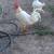 Rooster 2 thumbnail