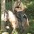 FOR ADOPTION - Heartland Equine Rescue -11yr Rocky Cross Pony 11 thumbnail