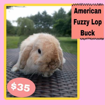 Conejo Americano Fuzzy Lop (Harleysville)