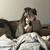 10Month old Female pitbull 3 thumbnail