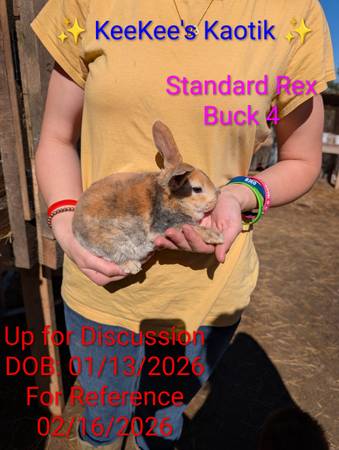 Standard Rex Buck 4 1