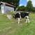 Holstein Steer 3 thumbnail
