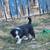 Australian shepherd 8 thumbnail