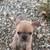 Frenchie 3 thumbnail