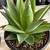 Agave Plants - multiple varieties 20 thumbnail