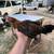 Full bred yellow leg kelso/hatch 1 thumbnail