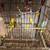 Parakeets 1 thumbnail