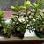 JADE HOUSEPLANT-Crasula Ovata/Bonsai/Succulents/Money Plant/Lucky Plant 1 thumbnail