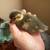Ducks 6 thumbnail