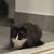 Beautiful Fluffy Tuxedo Cat Seeking a Quiet Home 7 thumbnail