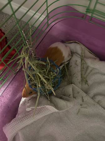 Guinea pigs (Willow Spring)63348368916099124
