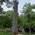 🌳Great Impression Tree Services 🌳 2 thumbnail