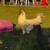 Zombie rooster 3 thumbnail