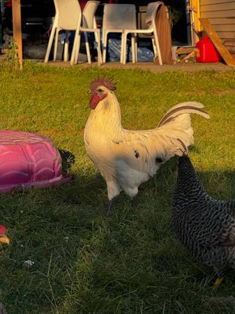Zombie rooster (Des Moines)63671572819073122